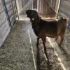 Boer Goats for Sale in Imlay City MI
