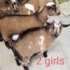 Nigerian Dwarfs goats