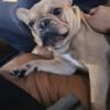 1 year old male French bulldog needs rehoming