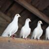 White Homing Pigeon's Available