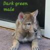 Mid content Wolfdog pups $1,500