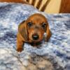 CKC Dachshund Puppy Smooth Coat Red Male