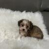 Shihpoo rehoming for a small fee