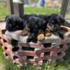 For sale Akc girl Rottweilers