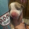 Tri Color XL Pitbull Puppies available and affordable!