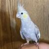 Hand Tame and hand fed Cockatiel