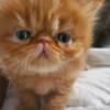 Adorable long hated Persian Kittens