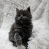 For sale Maine Coon kittens