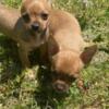 Chihuahua Puppies for Sale!