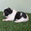 Silas Male Shihpoo Puppy