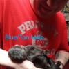 AKC registered Blue/tan male German shepherd Puppy