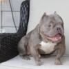 Exotic Bully Male