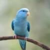 Blue tame parrotlet