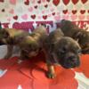 French bulldog puppies two litters fluffy carriers