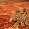 Bengal Kittens for SALE!