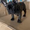 Frenchie Male CRAZY COMPACT
