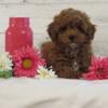 Beautiful Toy Poodle Puppies!