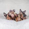 Hairless Sphynx Elf Bambino & Dwelf Kittens - Available Now