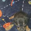 Male bully pup available
