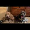 5 female American Bully Puppies for sale 