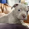 Abkc American Pocket Bully Pups For Sale