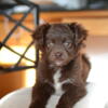 Cavapoo female puppy looking for home