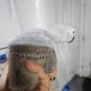 African Grey Babies for rehoming
