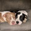 American staffordshire puppies for sale
