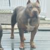 Stud available xl American bully