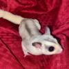 *SPRING SALE* Male Pied Mosaic Sugar Glider (Name: Star-Lord)