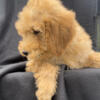 F2 Goldendoodle Puppy - TEDDY