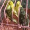 I have 4 canaries for sale