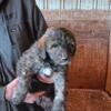 Aussiedoodle puppies for sale