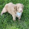 F1B Bernedoodle Red Male with White markings