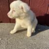 Mini Aussie puppies for sale