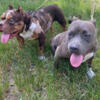Blue & Merle puppies