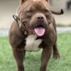American Bully Open for stud