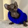 Black Sphynx Kitten with Elf Ears For Sale: Meet TuPaw Shakur