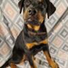 Rottweiler Puppy with American Kennel Club Registration and Vaccination Records