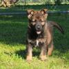 German shepherd puppyfull akc registration