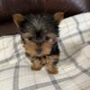 Mini  Yorkshire Terrier Female For Sale