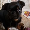 Brussels  Griffon puppies