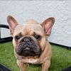 Frenchie 2 yr old Male stud rehoming