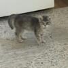Very cute female kittens looking for a home