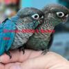 Geeen cheek conures all colors