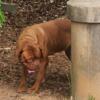 Big Red Female dogue de Bordeaux ( turner n hooch dog)