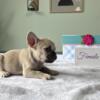 Frenchie Puppies  AKC Registered  Health Guaranteed