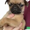 Baby pug puppies for sale