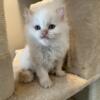Purebred Himalayan flame point male