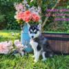 Pomsky Micro size puppies Ready now